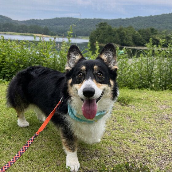 散歩中の熱中症対策「犬のひんやりグッズ」の使い方と注意点  いぬのきもち