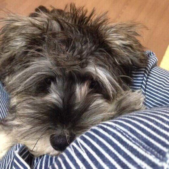 ママの胸に顔をうずめる犬