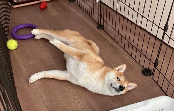 ナデナデ待ちのおこげくん