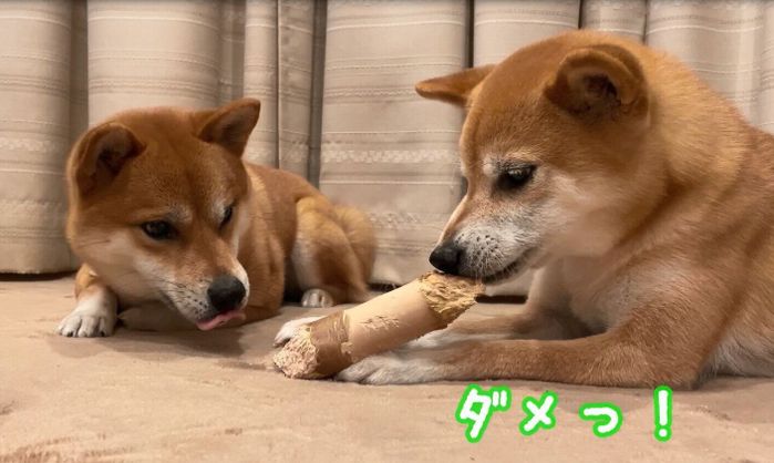 いぬのきもちCHANNEL/いぬねこライター動画部
