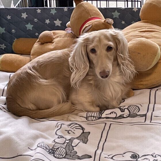 カニーンヘン・ダックスフンドのリクくん