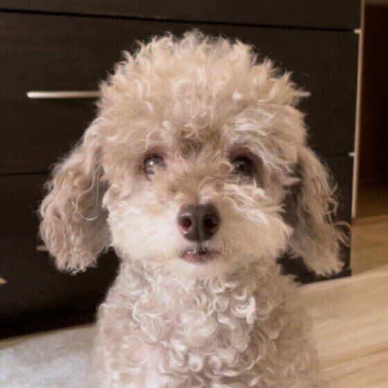 トイ・プードル