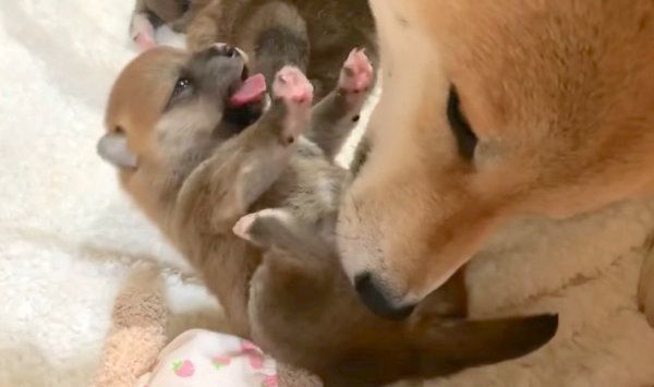 子犬のおなかを舐めるみかんちゃん