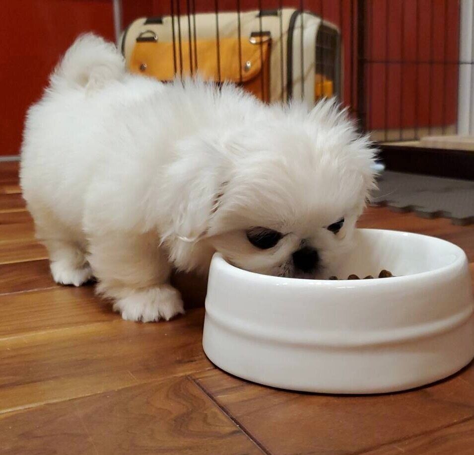 生後3〜4カ月ごろのぱんちゃん。