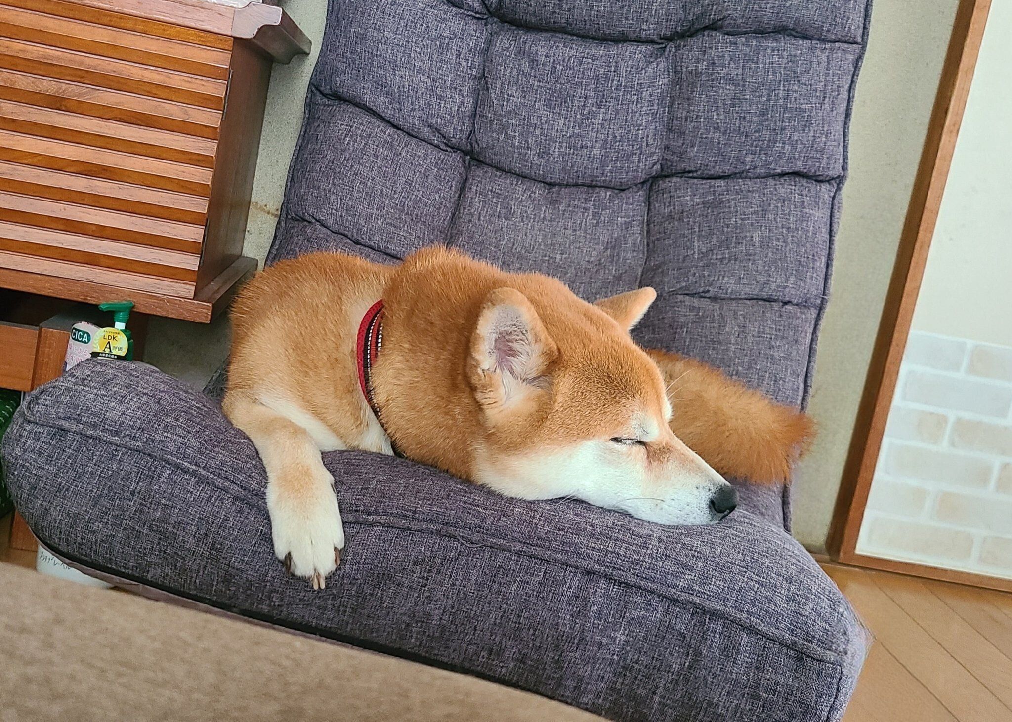 4才のころの麦くん