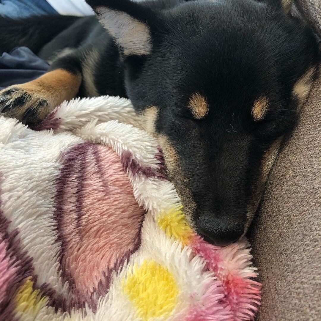 豆柴 こはるちゃん