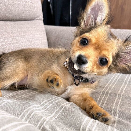 犬がトイレで寝る理由と対処法 なぜトイレの上で寝てしまうの？ いぬのきもち