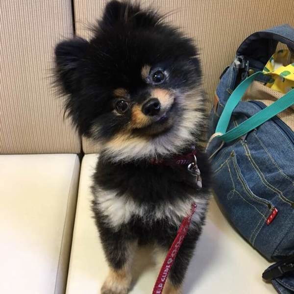 かわいいけどなんで 犬がキョトンと首をかしげる3つの理由を解説 いぬのきもちweb Magazine かわいいけどなんで 犬がキョトンと首をかしげる3つの理由を解説 いぬのきもちweb Magazine