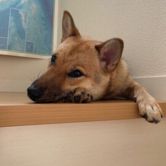 くつろぐ犬