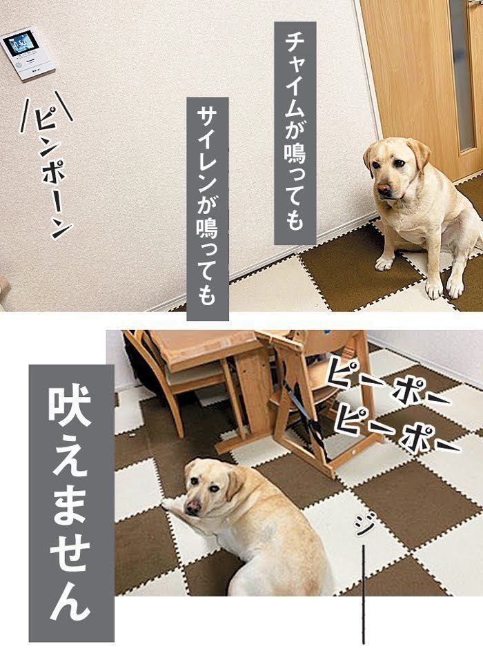 動じないラブラドール・レトリーバーの空汰くん