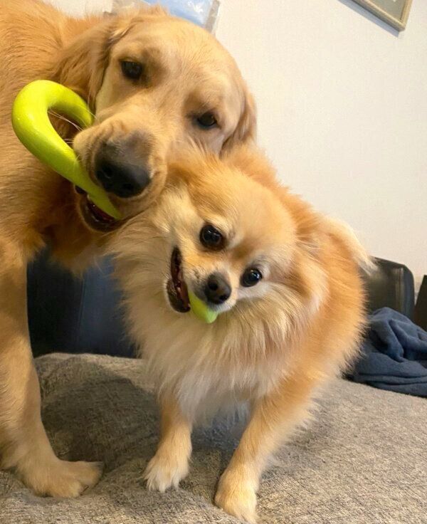 おもちゃで遊ぶぽん吉くんとらん丸くん