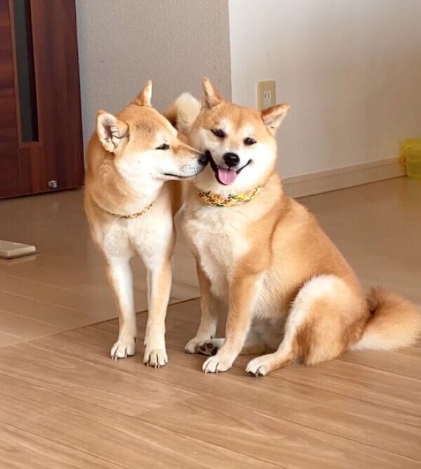 仲良しなあくびちゃんとむくりちゃん