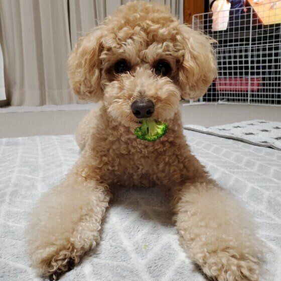 絨毯の上に腹這いになり、ブロッコリーを口に加えて真正面を見ている茶色いトイ・プードル