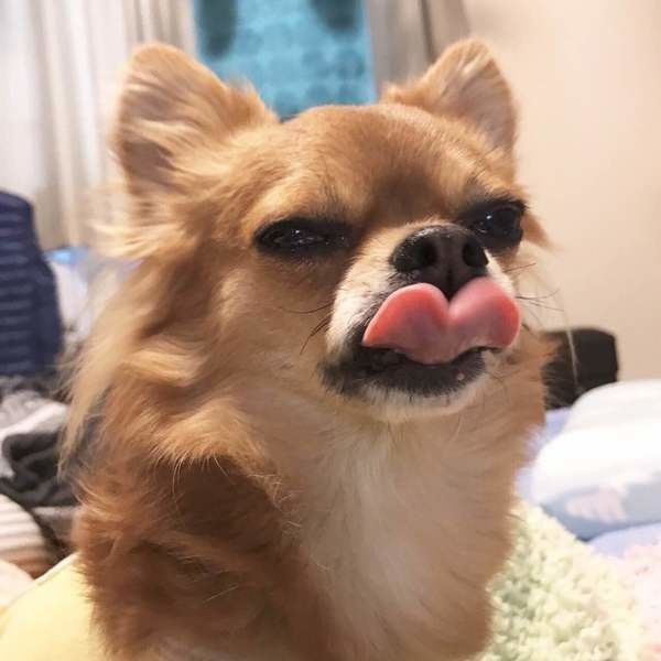 愛犬の 舌なめずり の仕草には どんな意味があるの いぬのきもちweb Magazine