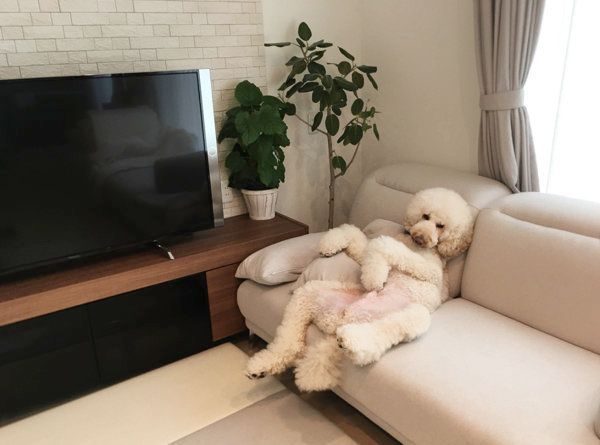 ソファでくつろぐスタンダード・プードル