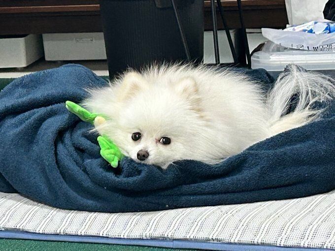 カエルのぬいぐるみに寄り添うぴりかちゃん