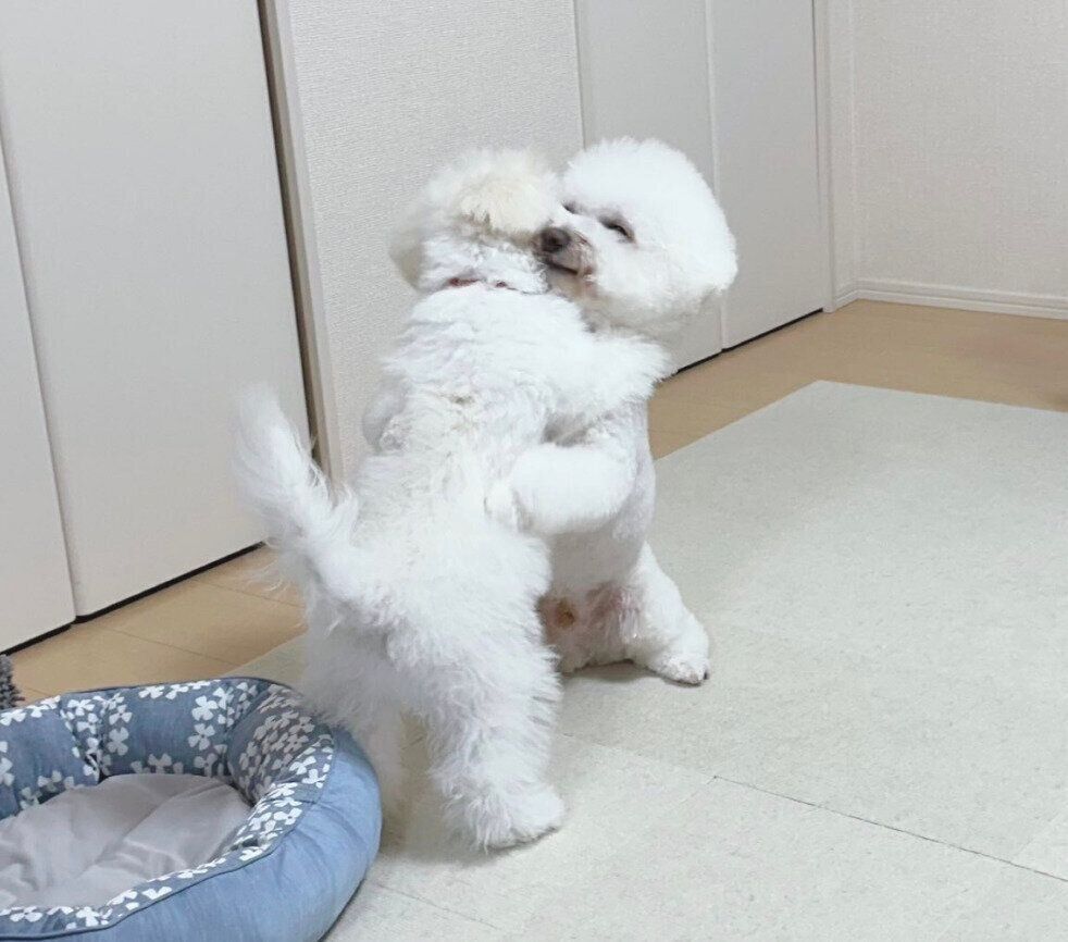 ギュッと抱き合ううにくん、いくらくん