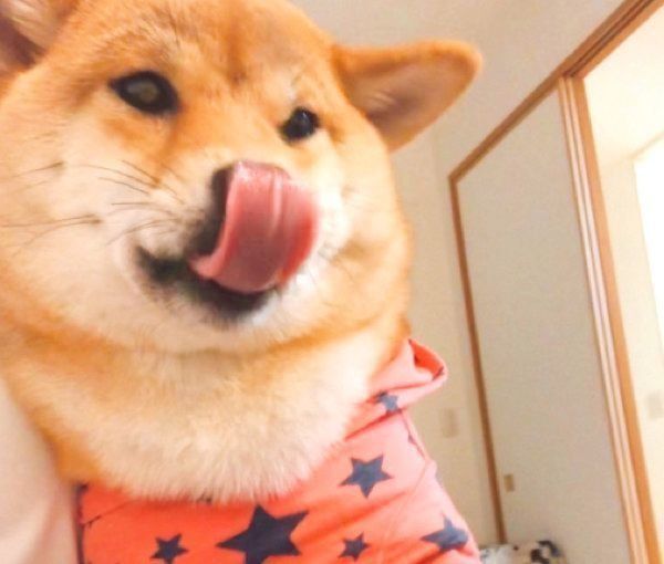 舌を出すタッちゃん