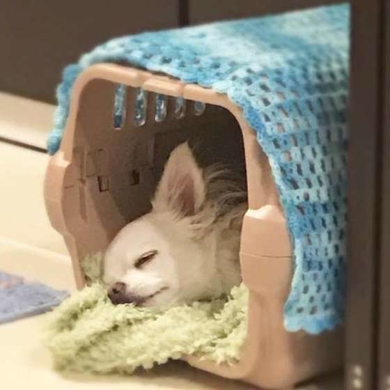 クレートで眠るチワワ