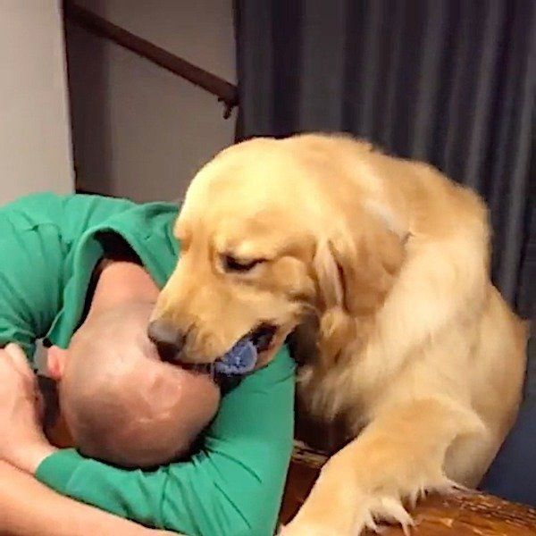 おとーさんを起こしたいゴールデン・レトリーバー