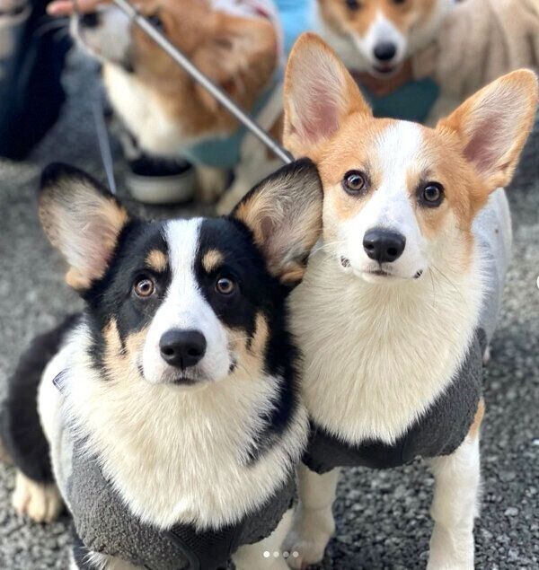 見つめるトラヴィスちゃんとミンディちゃん