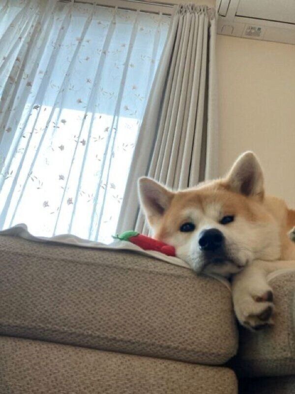 ぬいぐるみと一緒にいる大吉くん