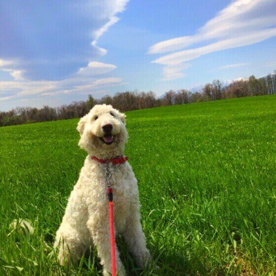 愛犬に輸血が必要となったら…知っておくことは？ いぬのきもち