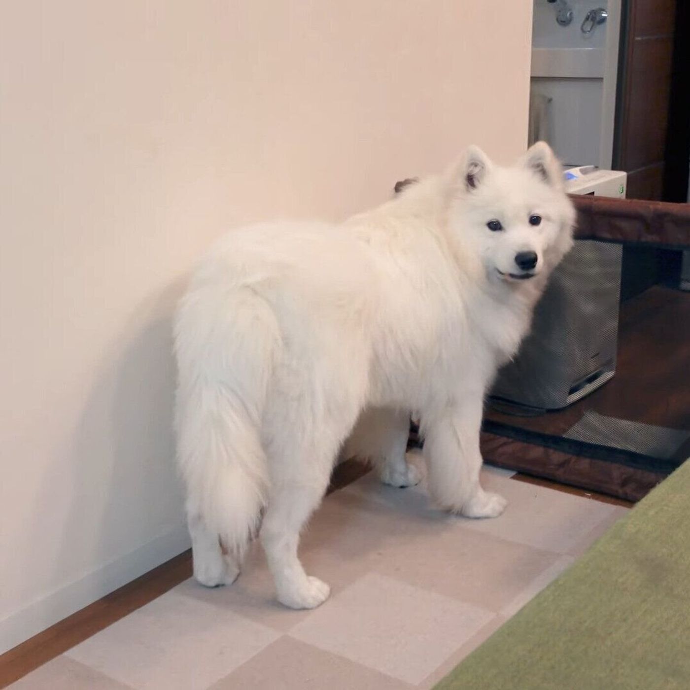 お出かけの気配を察知したサモエド 嬉しすぎて思いっきりはしゃいじゃう いぬのきもちweb Magazine お出かけの気配を察知したサモエド 嬉しすぎて思いっきりはしゃいじゃう いぬのきもちweb Magazine