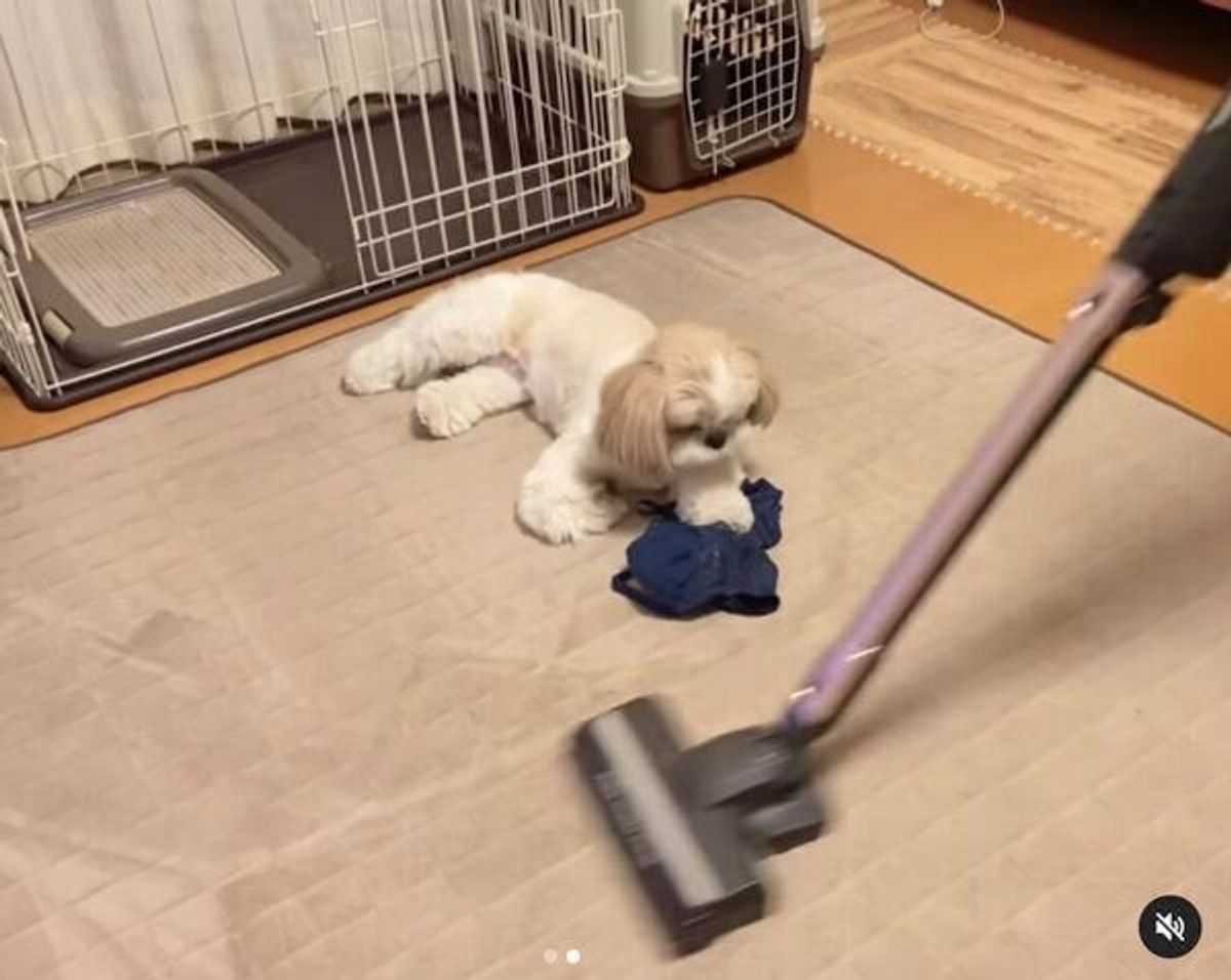 掃除機が接近しても爆睡する犬 一度は起きるも大物を感じさせる行動に 無反応すぎて笑った いぬのきもちweb Magazine 掃除機が接近しても爆睡する犬 一度は起きるも大物を感じさせる行動に 無反応すぎて笑った いぬのきもちweb Magazine