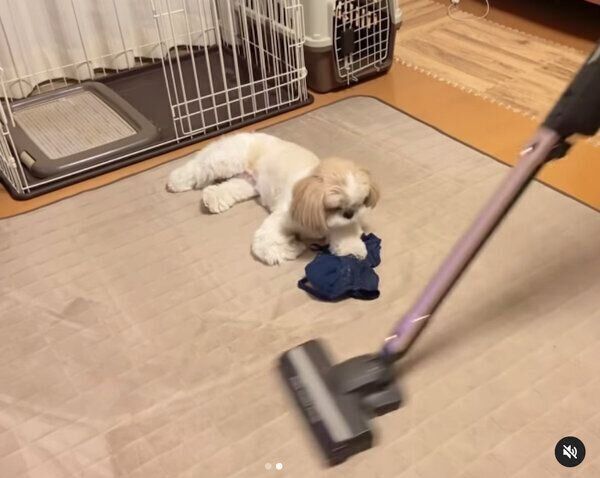 掃除機にまったくビビらないつぶちゃん