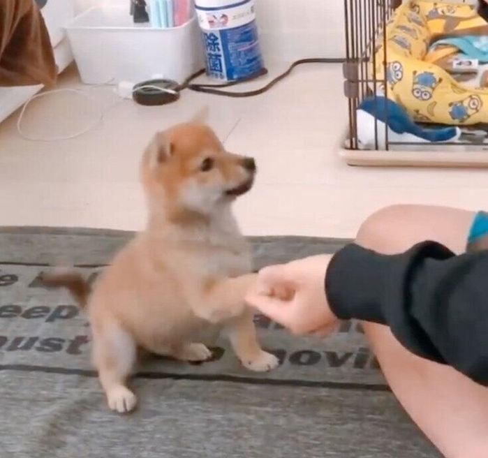 オテを成功させたちくわくん