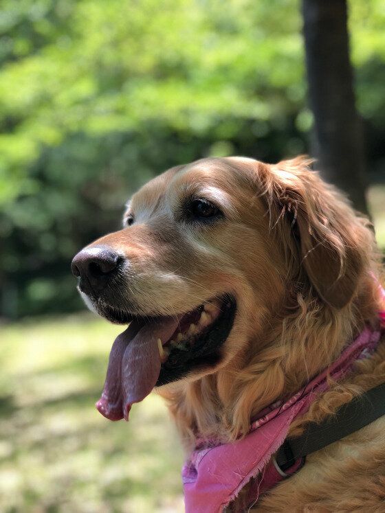 ベロを出す犬（ゴールデン・レトリーバー、メス）