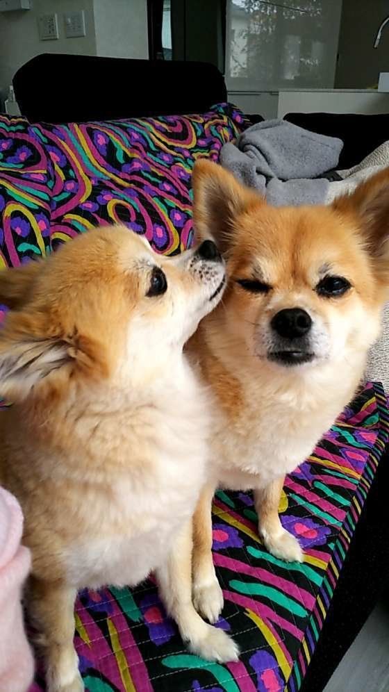 クンクン♪耳のニオイチェック！