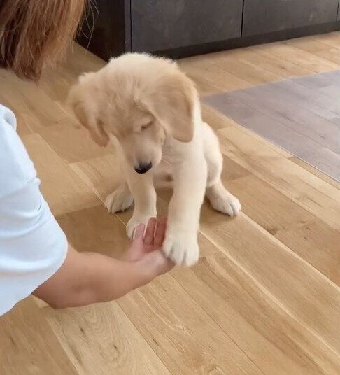 オテをするむぎちゃん