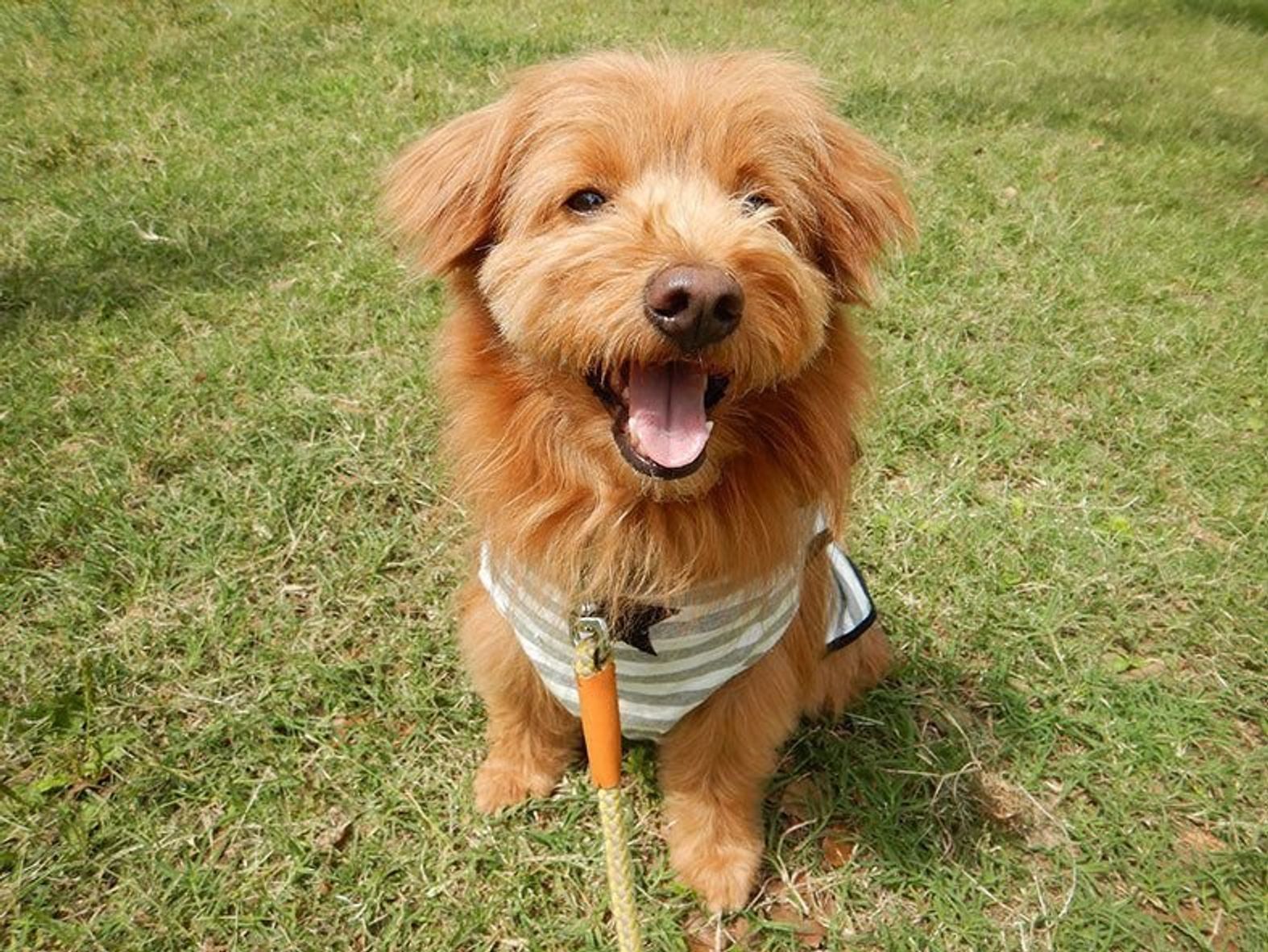 愛犬は我が家のアイドル 連載 こぐま犬てんすけ Vol 28 いぬのきもちweb Magazine 愛犬は我が家のアイドル 連載 こぐま犬てんすけ Vol 28 いぬのきもちweb Magazine