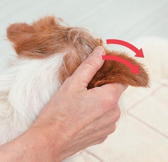 耳を触られる犬