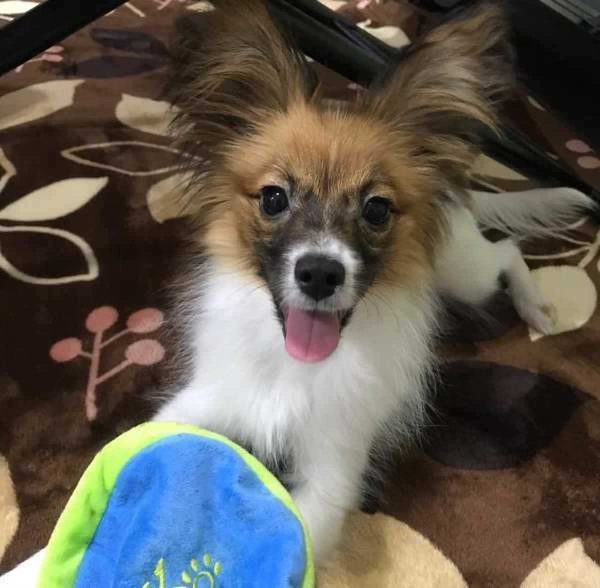 犬の賢さレベル判定 犬って人間の言葉をどれくらい理解しているの いぬのきもちweb Magazine 犬の賢さレベル判定 犬って人間の言葉をどれくらい理解しているの いぬのきもちweb Magazine