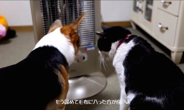コーギーと猫