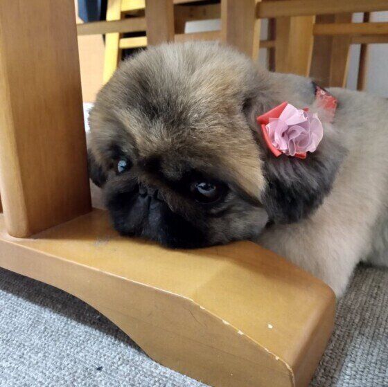 くつろぐペキニーズ