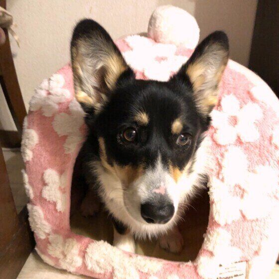 見つめるウェルシュ・コーギー・ペンブローク