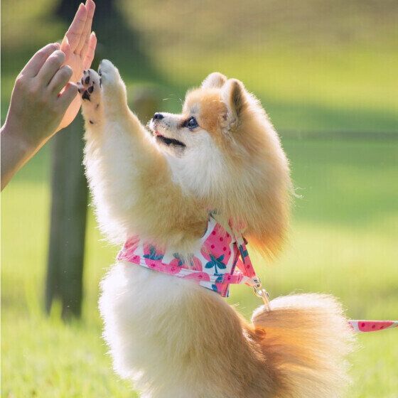 ハイタッチするポメラニアン