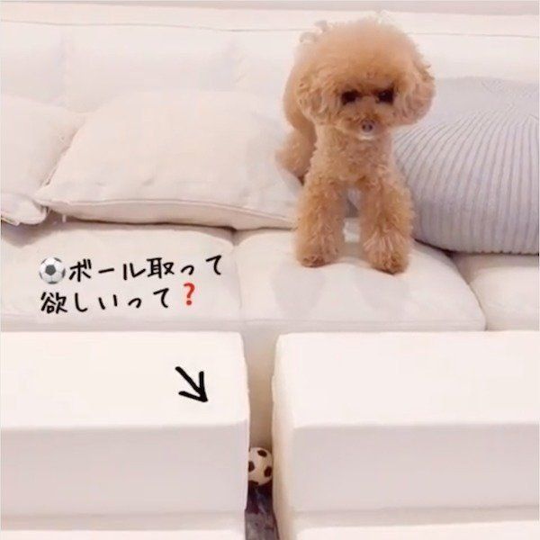 ここ掘れワンワンなトイ・プードル