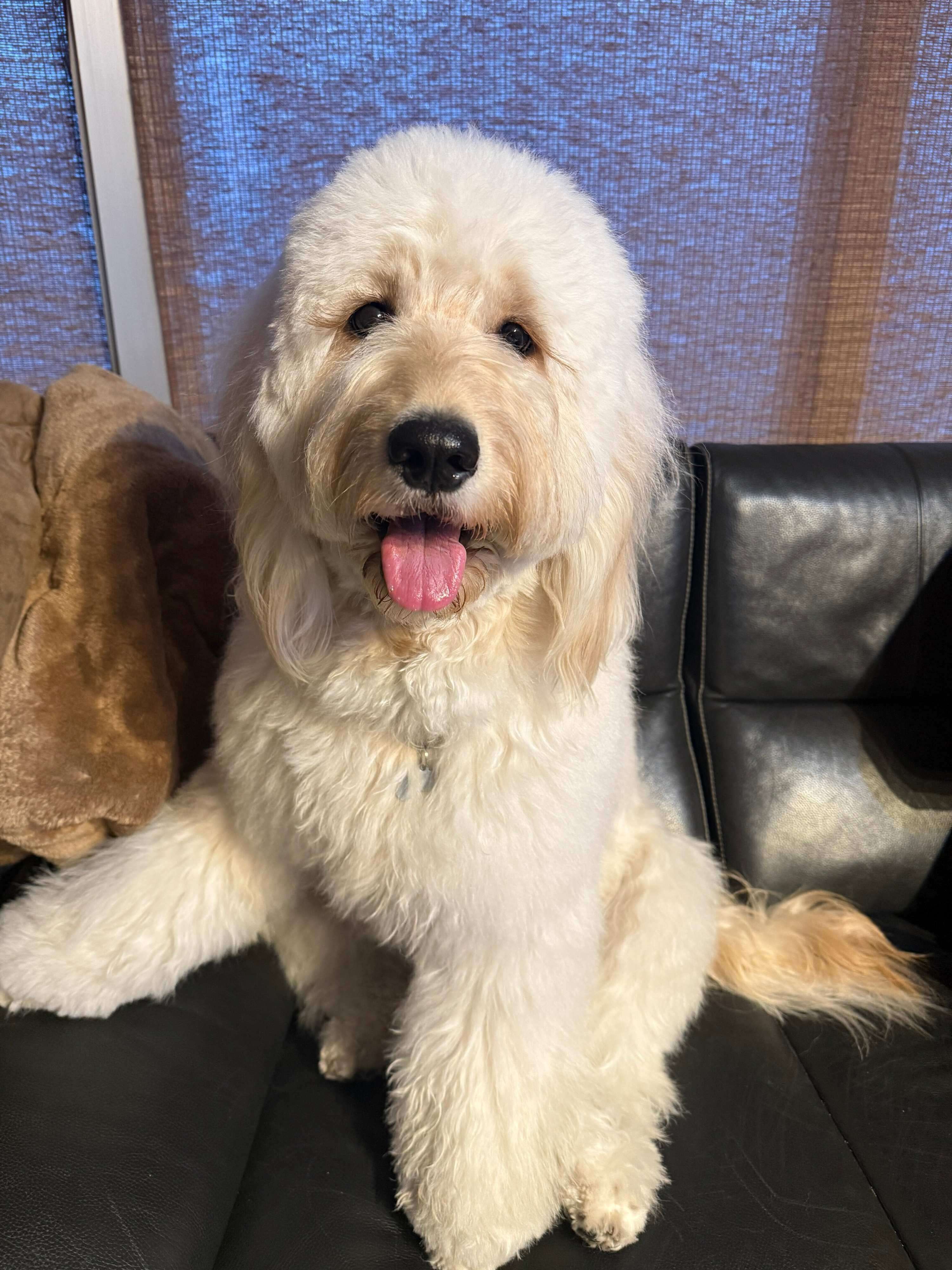 1才5カ月、さらに大きくなった犬