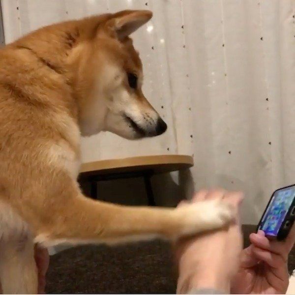 ゲームをするパパを邪魔するにこちゃん