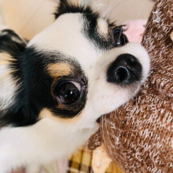 おもちゃで遊ぶ希海