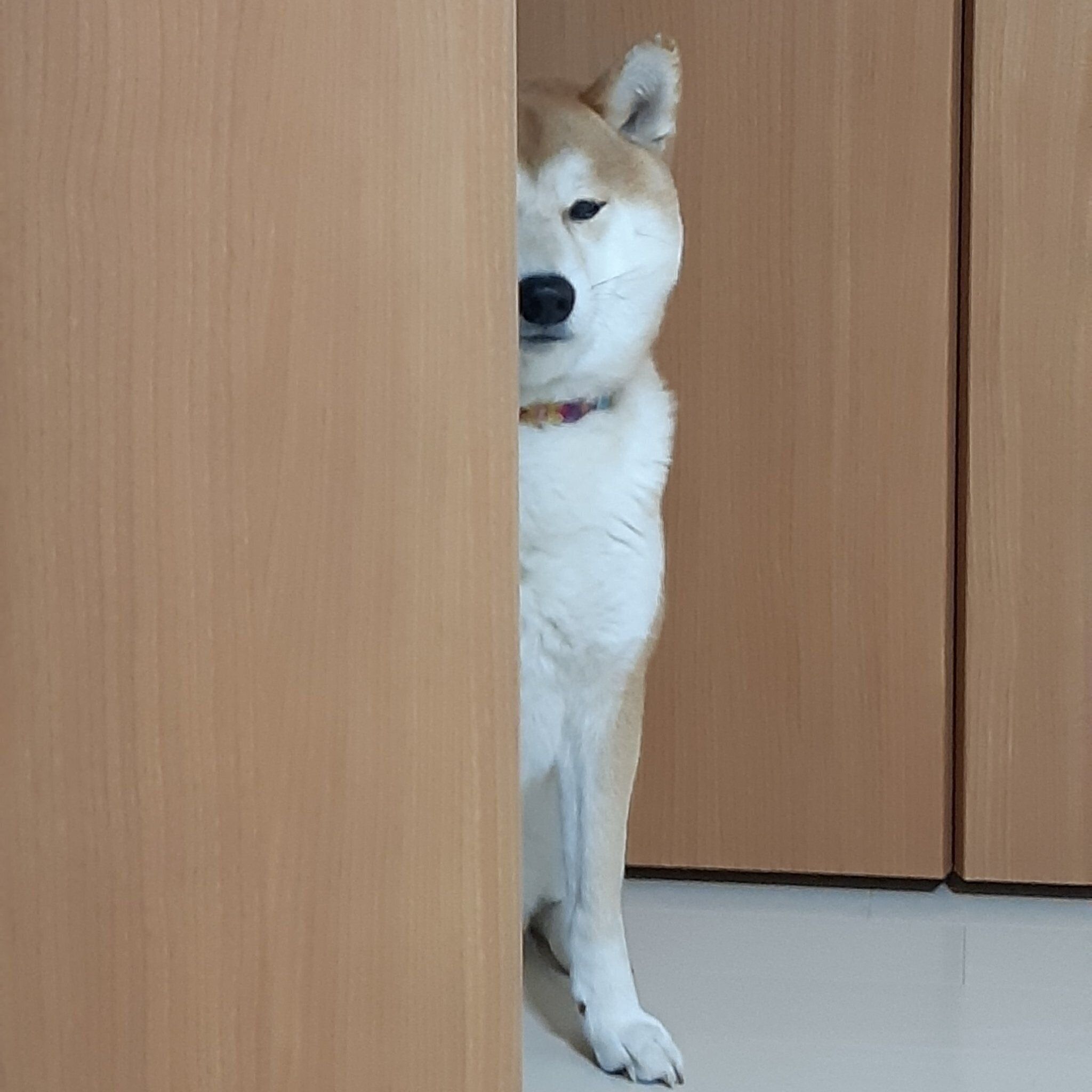 飼い主さん夫婦を見つめる茶々丸くん