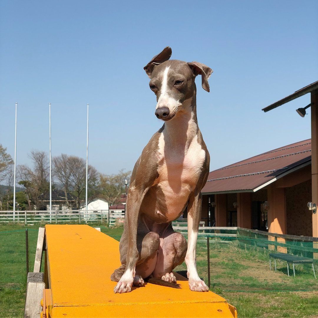 アジリティで遊ぶクレアちゃん