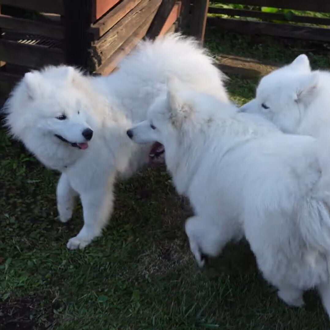 みんなで遊ぶサニーちゃんたち