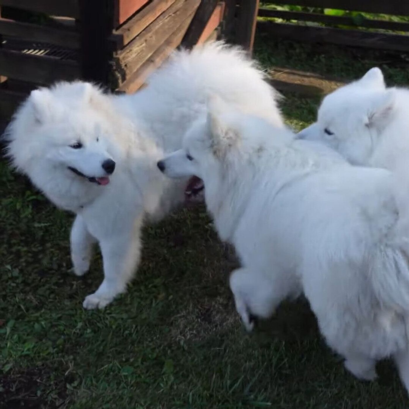サモエド大集合 友達犬とじゃれあってモフモフの大渋滞に いぬのきもちweb Magazine サモエド大集合 友達犬とじゃれあってモフモフの大渋滞に いぬのきもちweb Magazine