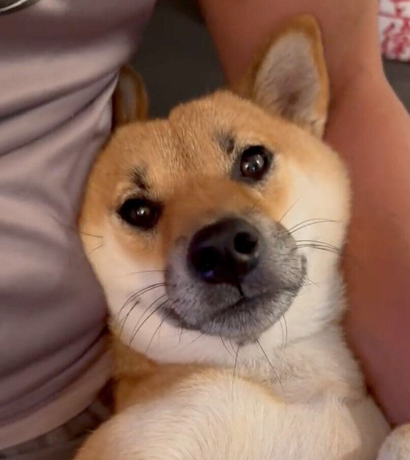 くつろぐうにちゃん